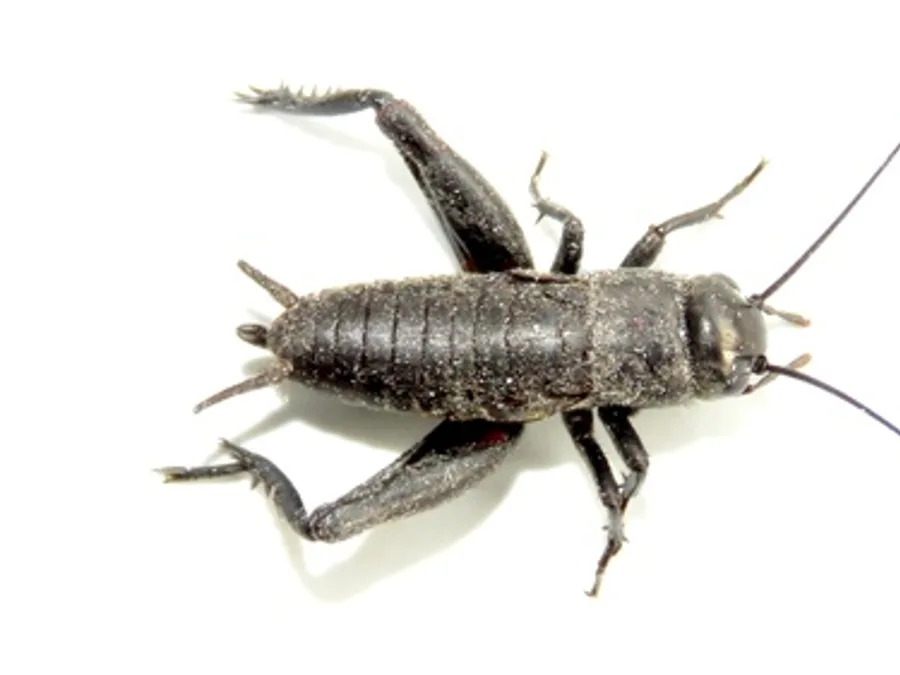 Spring field cricket, the animal behind one of the night sounds at Green Ridge