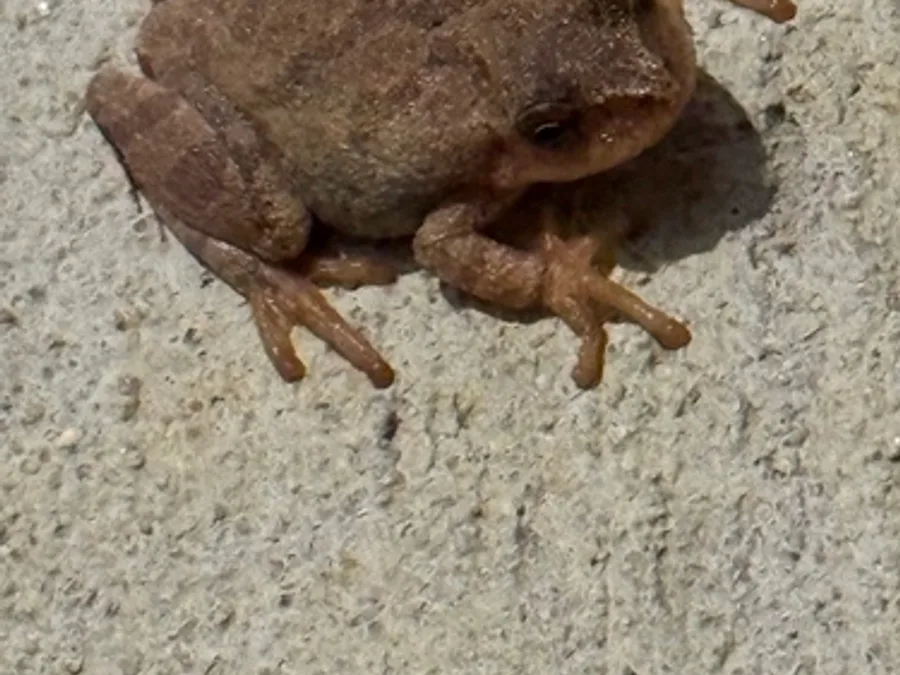 Spring peeper, the animal behind one of the night sounds at Green Ridge