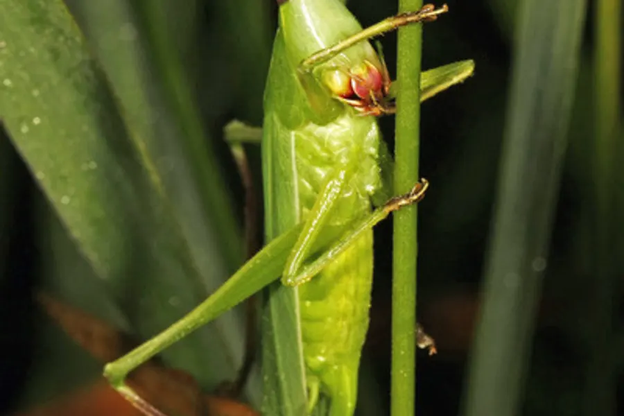 Sword-bearing conehead, the animal behind one of the night sounds at Green Ridge