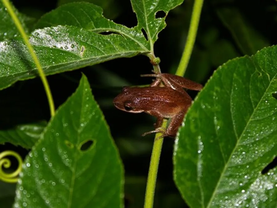 Upland chorus frog, the animal behind one of the night sounds at Green Ridge