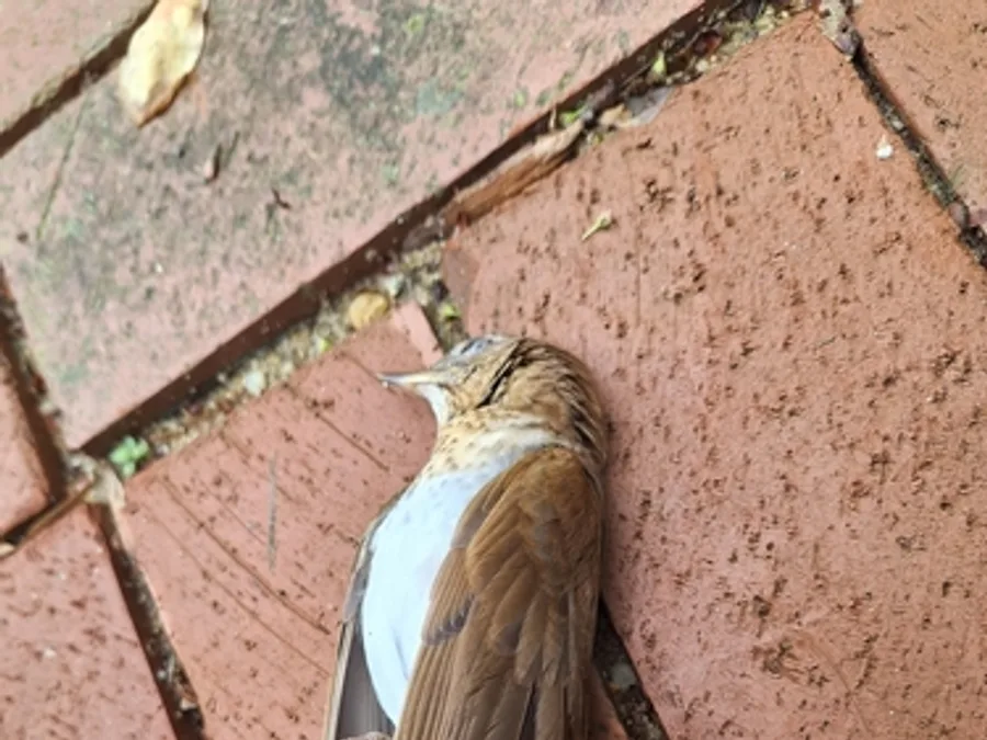 Veery, the animal behind one of the night sounds at Green Ridge