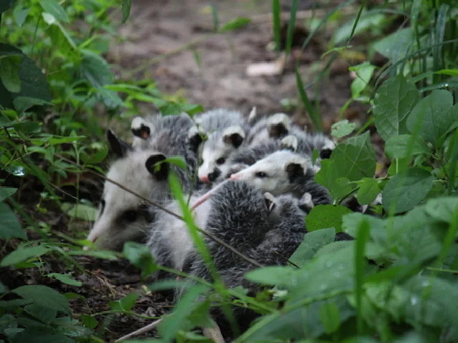 Virginia opossum, the animal behind one of the night sounds at Green Ridge