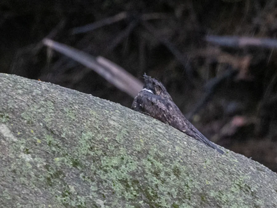 Eastern whip-poor-will, the animal behind one of the night sounds at Green Ridge