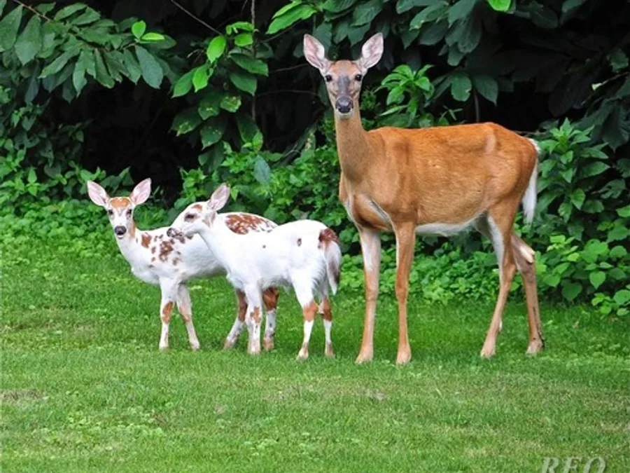 White-tailed deer, the animal behind one of the night sounds at Green Ridge
