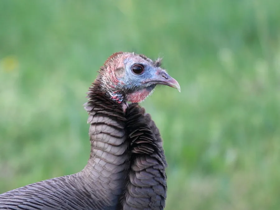 Wild turkey, the animal behind one of the night sounds at Green Ridge