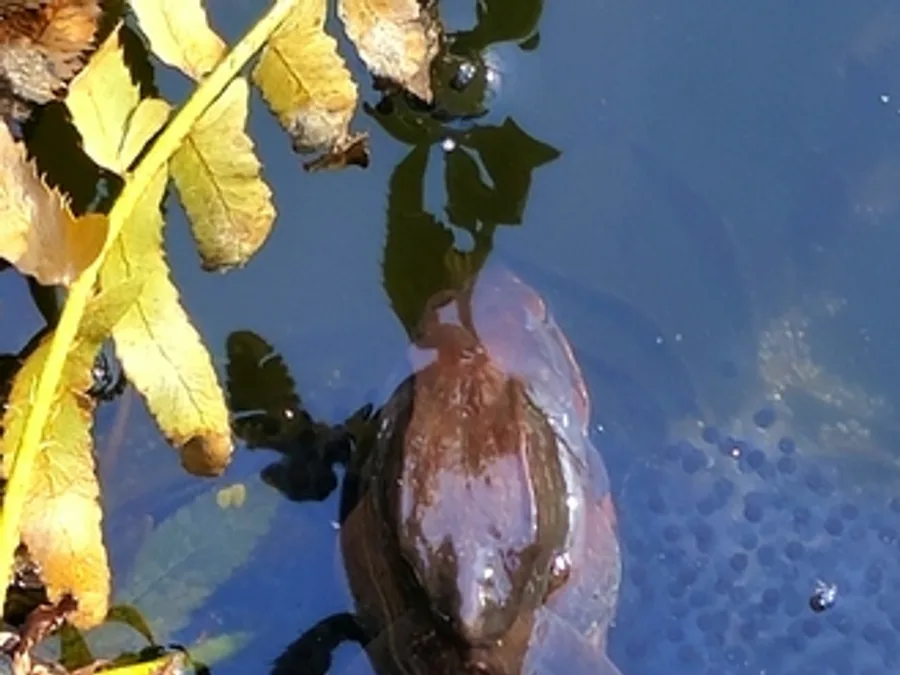 Wood frog, the animal behind one of the night sounds at Green Ridge