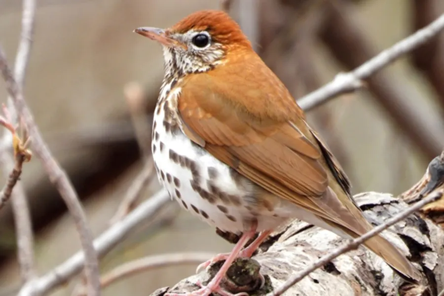 Wood thrush (dawn), the animal behind one of the night sounds at Green Ridge