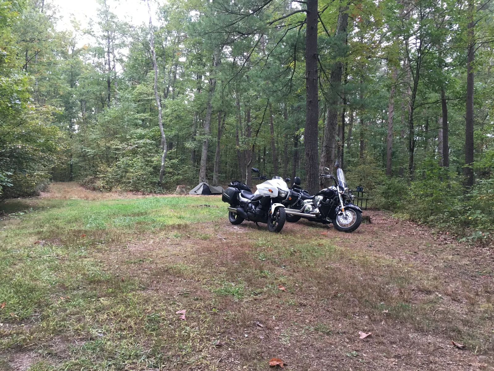 Primitive campsite 31, Green Ridge State Forest