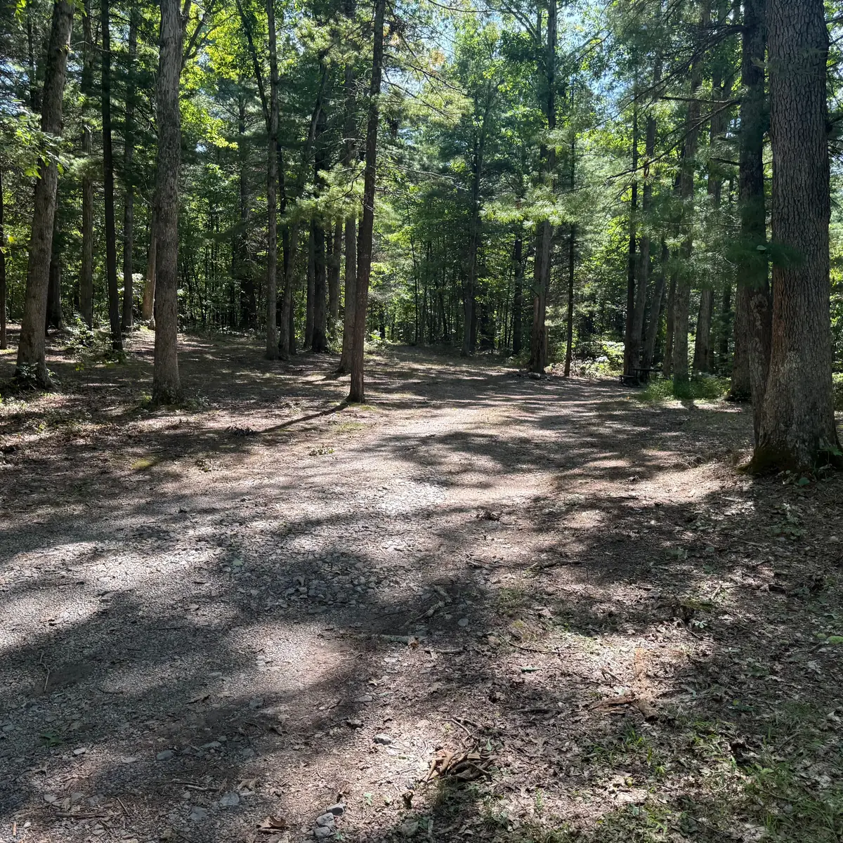 Campsite 4 at Green Ridge State Forest: a clearing among pines.