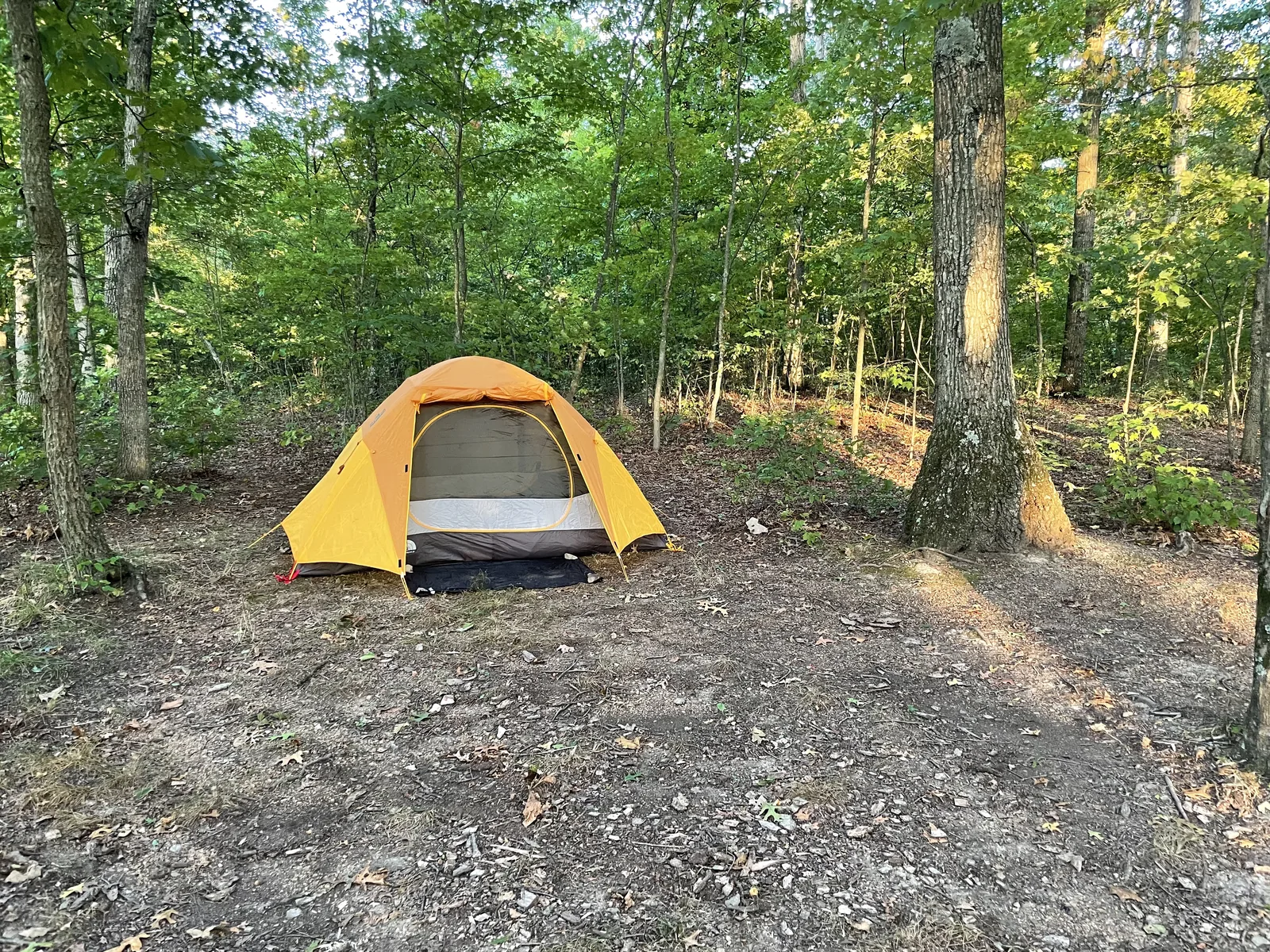 Primitive campsite 50, Green Ridge State Forest