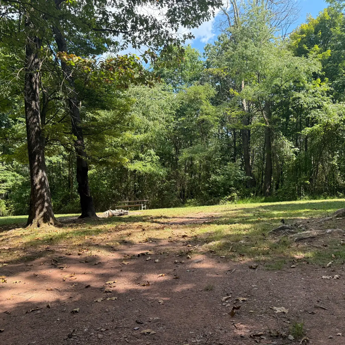 Campsite 71 at Green Ridge State Forest: the clearing under tall hardwoods.