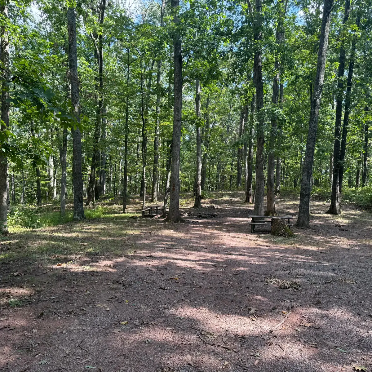 Campsite 72 at Green Ridge State Forest: the picnic table in an open hardwood stand.
