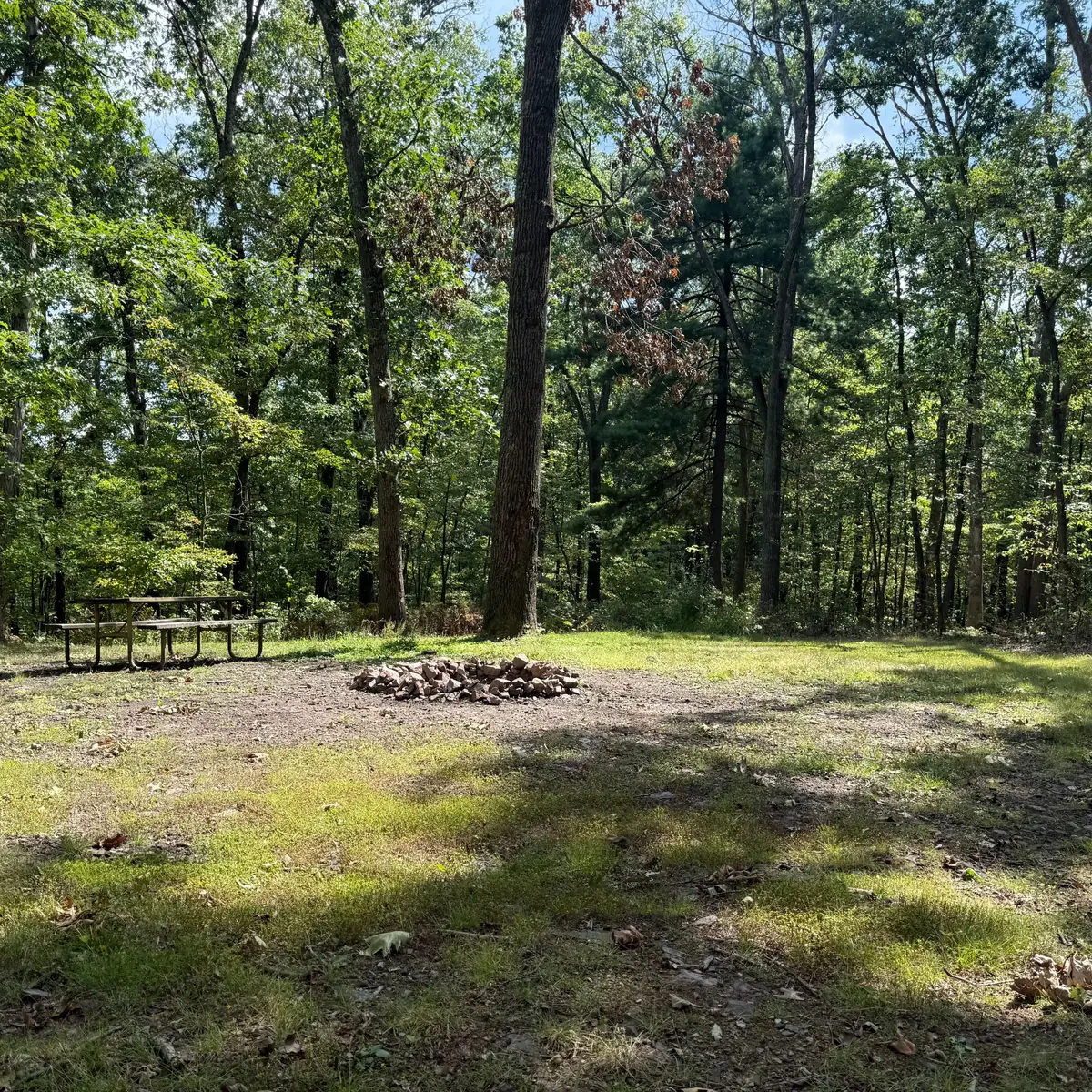 Campsite 75 at Green Ridge State Forest: the picnic table and fire ring on a mossy pitch under hardwoods.