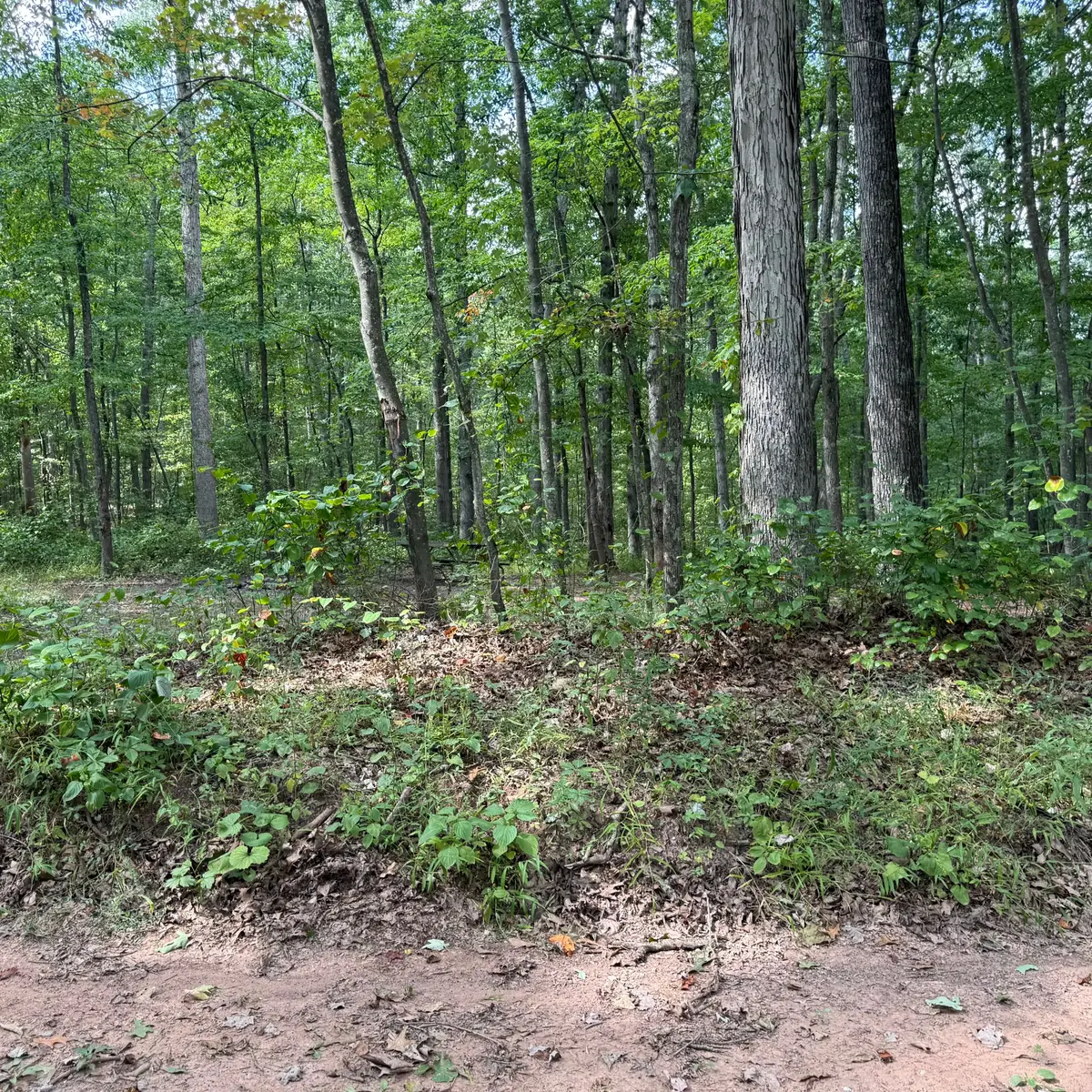 Campsite 76 at Green Ridge State Forest: the pitch among hardwoods.