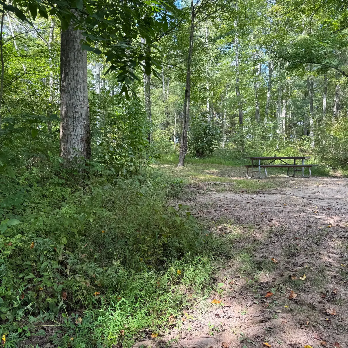 Campsite 78 at Green Ridge State Forest: the picnic table on the pitch under hardwoods.