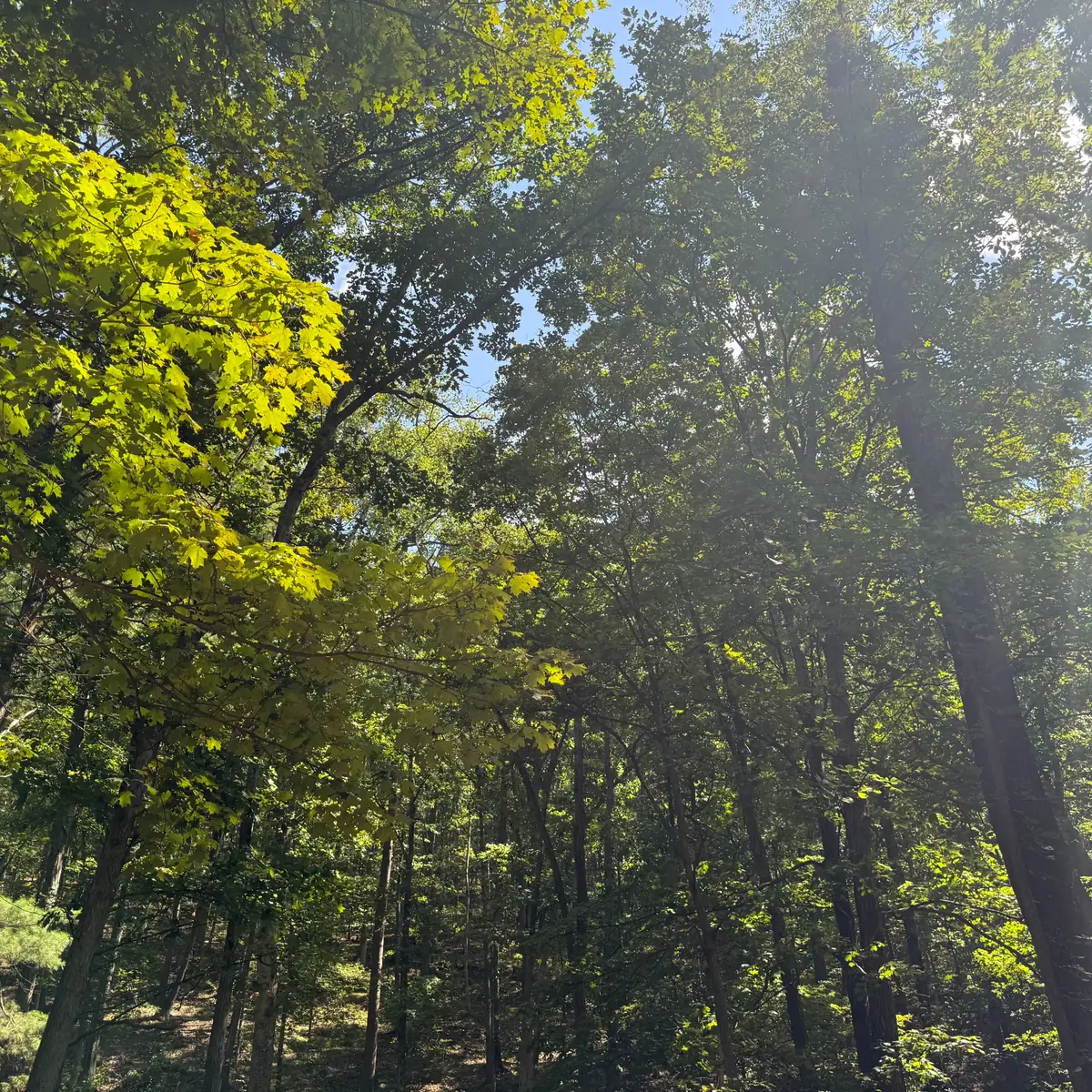 Sunlit trees at campsite 87, Green Ridge State Forest.