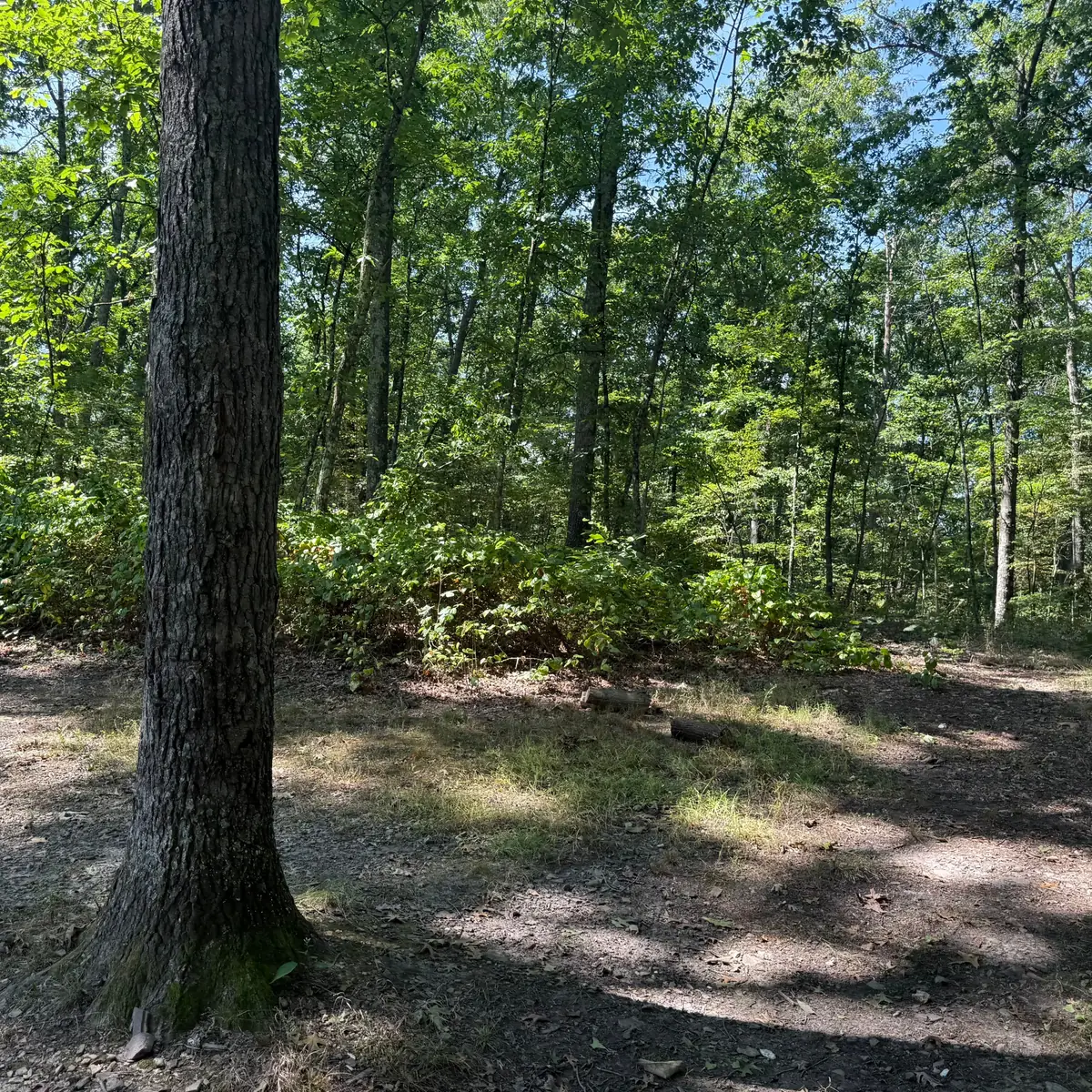 Campsite 9 at Green Ridge State Forest: a big oak at the edge of the pitch, leaf litter and open ground.