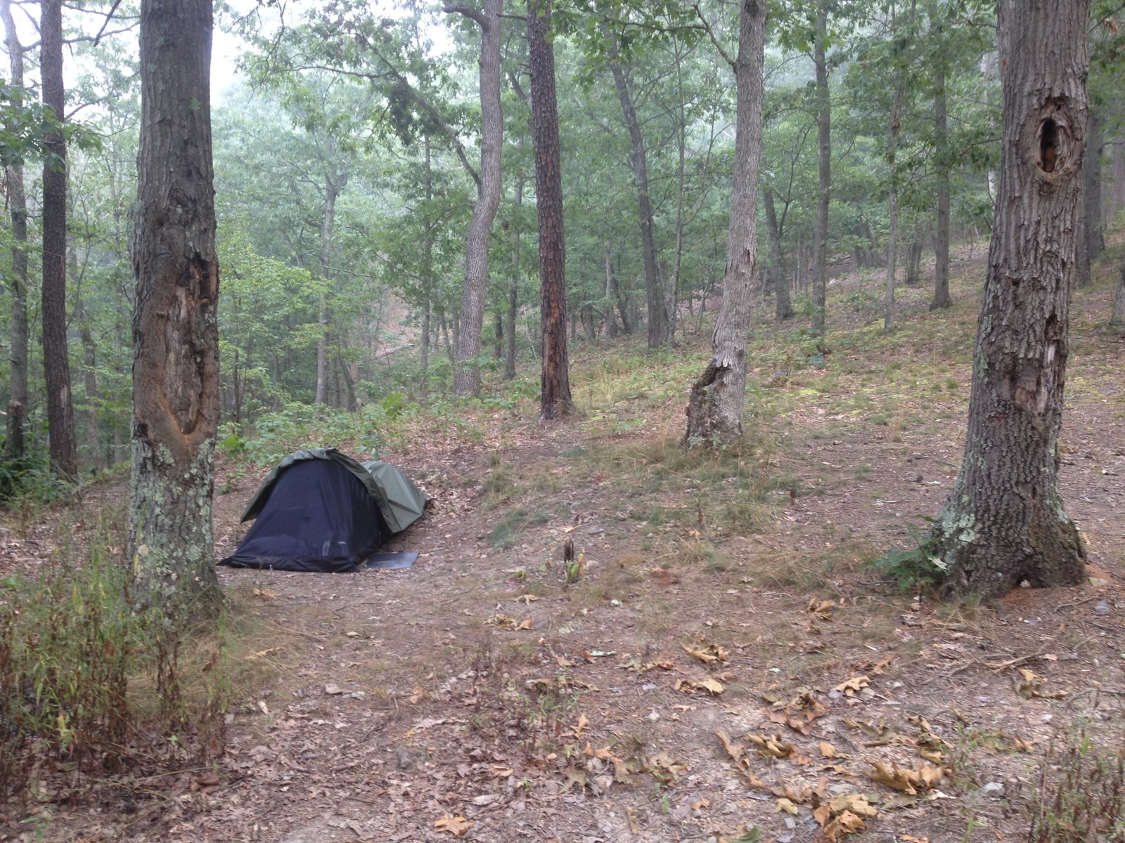Campsite scene near site 98, Green Ridge State Forest